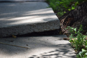 Sidewalk uneven and damaged by tree roots